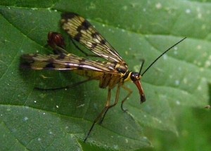 Gewone schorpioenvlieg man Panorpa communis L. (Panorpidae))5