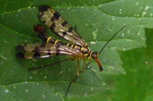Gewone schorpioenvlieg man Panorpa communis L. (Panorpidae)2