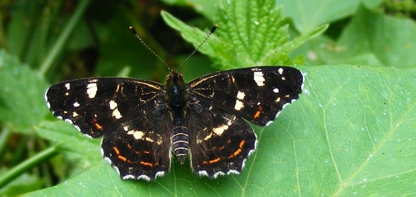 Landkaartje tweede generatie Araschina levana (Nymphalidae)