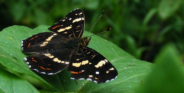 Landkaartje tweede generatie Araschina levana (Nymphalidae)2