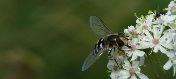 halvemaanzweefvlieg Scaeva selenitica1