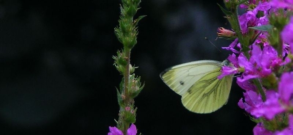 Klein Geaderd Witje man Pieris napi (Pieridae)