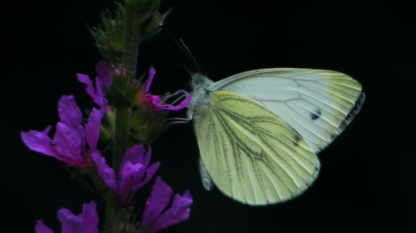 klein geaderd witje man Pieris napi1