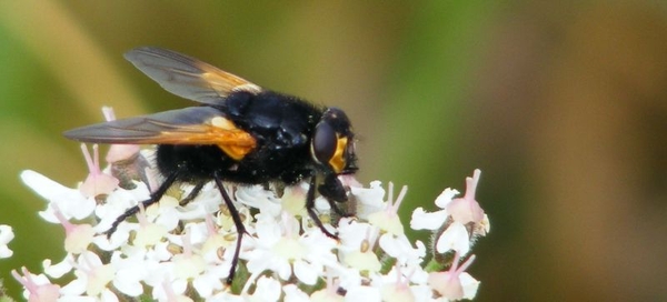 schorsvlieg (Mesembrina meridiana1