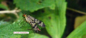 schorpioenvlieg vrouw Panorpa communis