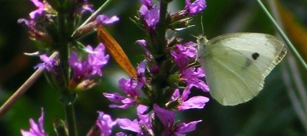 klein koolwitje man Pieris rapae