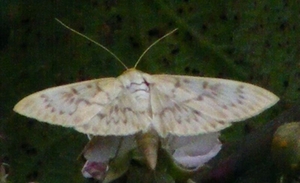 nachtvlinder van de familie van de Spanners Geometridae1
