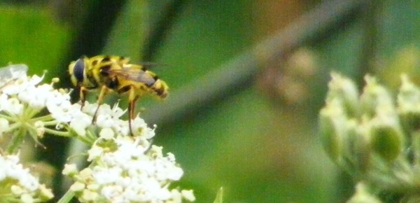 Myathropa florea L. 1    Syrphidae