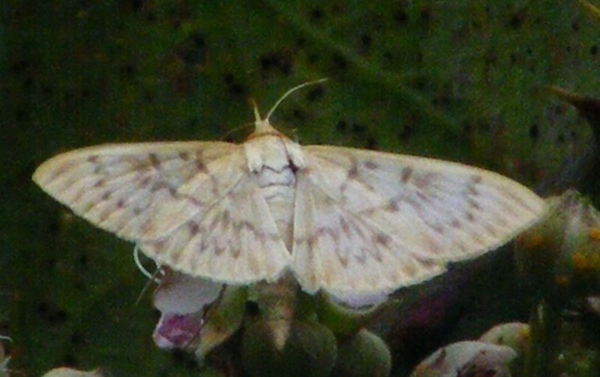 nachtvlinder van de familie van de Spanners Geometridae