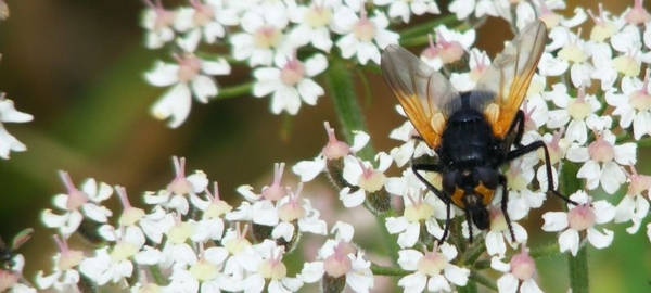 schorsvlieg (Mesembrina meridiana