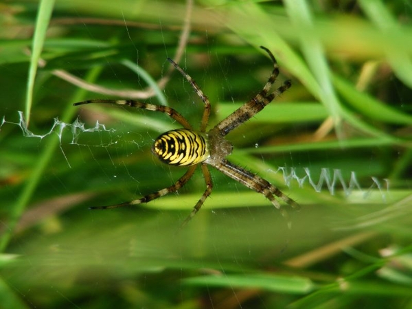 Tijgerspin of wespspin argiope bruennichi in Belgi wettelijk bes