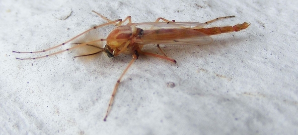 .             (Diptera Tipulidae)1