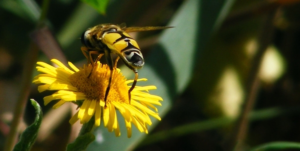 Helophilus trivittatus (Diptera)