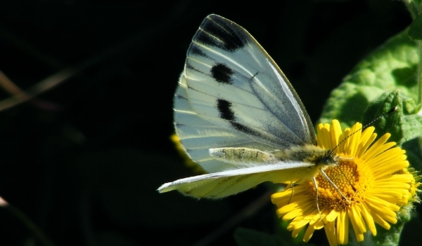 DSCF5033