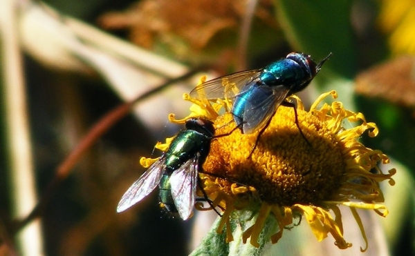 DSCF5052
