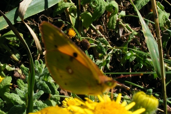 DSCF5153