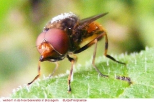 Snuitvlieg Rhingia campestris (Diptera)1