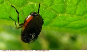 Snuitvlieg Rhingia campestris (Diptera)10