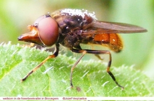 Snuitvlieg Rhingia campestris (Diptera)2