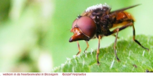 Snuitvlieg Rhingia campestris (Diptera)3