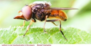 Snuitvlieg Rhingia campestris (Diptera)4