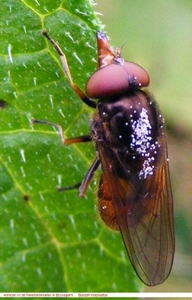 Snuitvlieg Rhingia campestris (Diptera)5