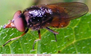 Snuitvlieg Rhingia campestris (Diptera)6