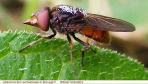 Snuitvlieg Rhingia campestris (Diptera)7