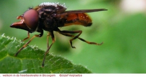 Snuitvlieg Rhingia campestris (Diptera)8