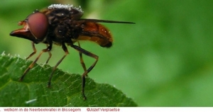 Snuitvlieg Rhingia campestris (Diptera)9