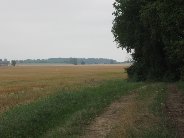 IMG_6066 Langs de rand van het bos.