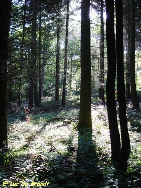 Ardennen Adeps wandeling Silenrieux