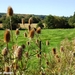 2009_08_23 Silenrieux 47