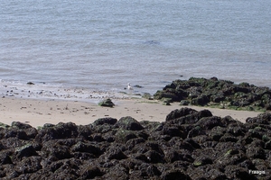 De punt Vlissingen