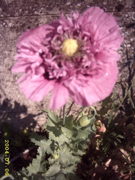 Alex Afbeeldingen Tuin 029