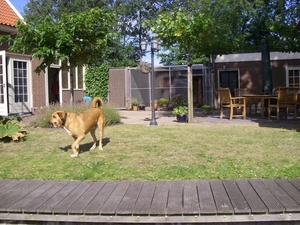 Blaffende honden bijten niet?