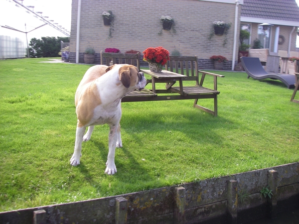 gedicht hond tuin sloot