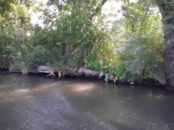 wortels in een groen groen knollenland