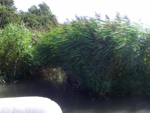 Het zevende Gat blijkt met riet geblindeerd