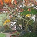 0- a 2007-herfst-01 (Small)
