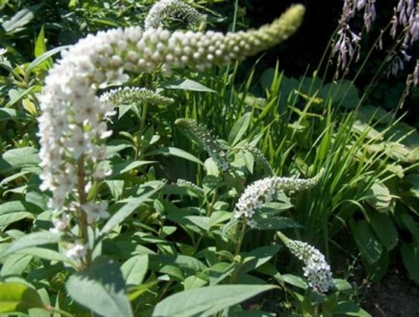 0- a  1Lysimachia%20de%20throides%20 (Medium)