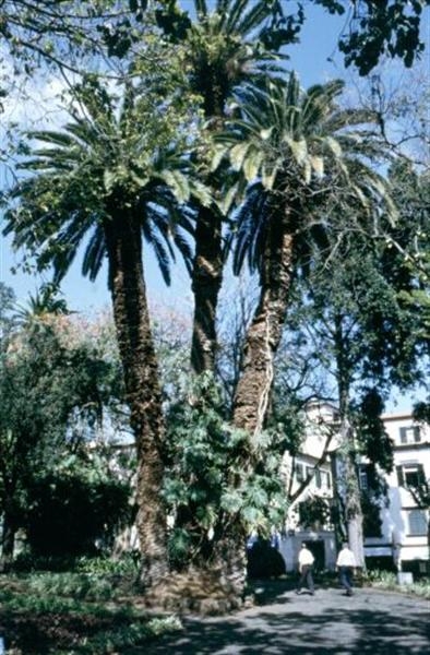 0- a  1a Madeira_Stadstuin1-l (Medium)