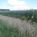 een heel veld mais omzoomd met dahlia's
