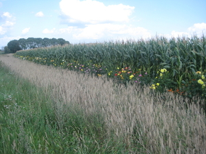 een heel veld mais omzoomd met dahlia's