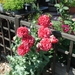 Zomer-2009 011