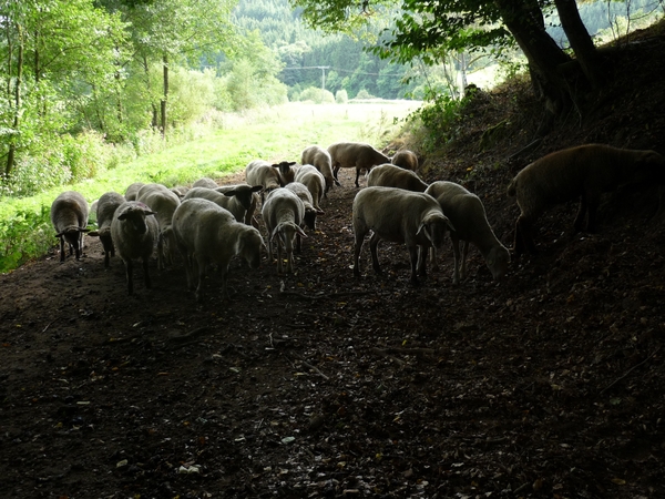 09.08.28.29.30.EIFEL.DUITSE SCHAAPKES