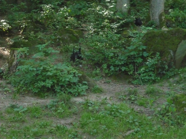 09.08.30.GEROLSTEIN:NATUURPARK DE WOLVEN TUSSEN HET GROEN