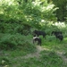 09.08.30.GEROLSTEIN:NATUURPARK ENKELE VAN DE 18