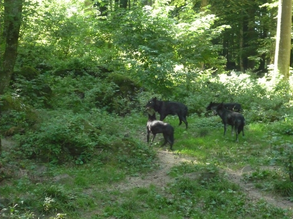 09.08.30.GEROLSTEIN:NATUURPARK ENKELE VAN DE 18