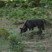 09.08.30.GEROLSTEIN:NATUURPARK NOG EENS SNUFFELEN